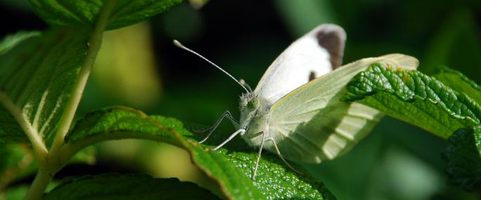 Large white butterfly - Zsuzsanna Bird - Zsuzsanna Bird